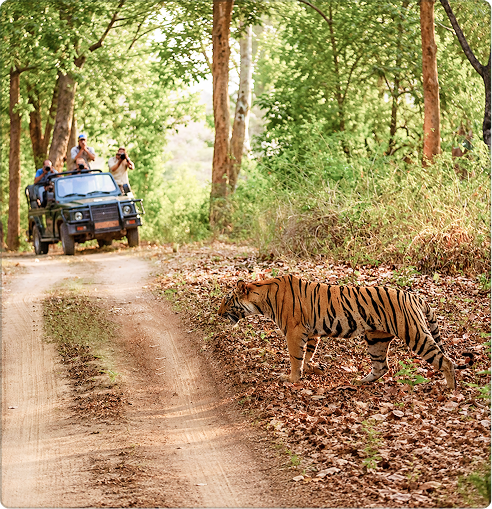 Tadoba Safari